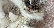 Winston is registered to the contest to win money with this photo: cat, fluffy, blue_eyes, pet, animal, fur, relaxed, indoor, cute, pink_rug, patterned_rug, whiskers, ears, paws, lying_down, close_up, domestic_cat, feline, soft_texture, cozy