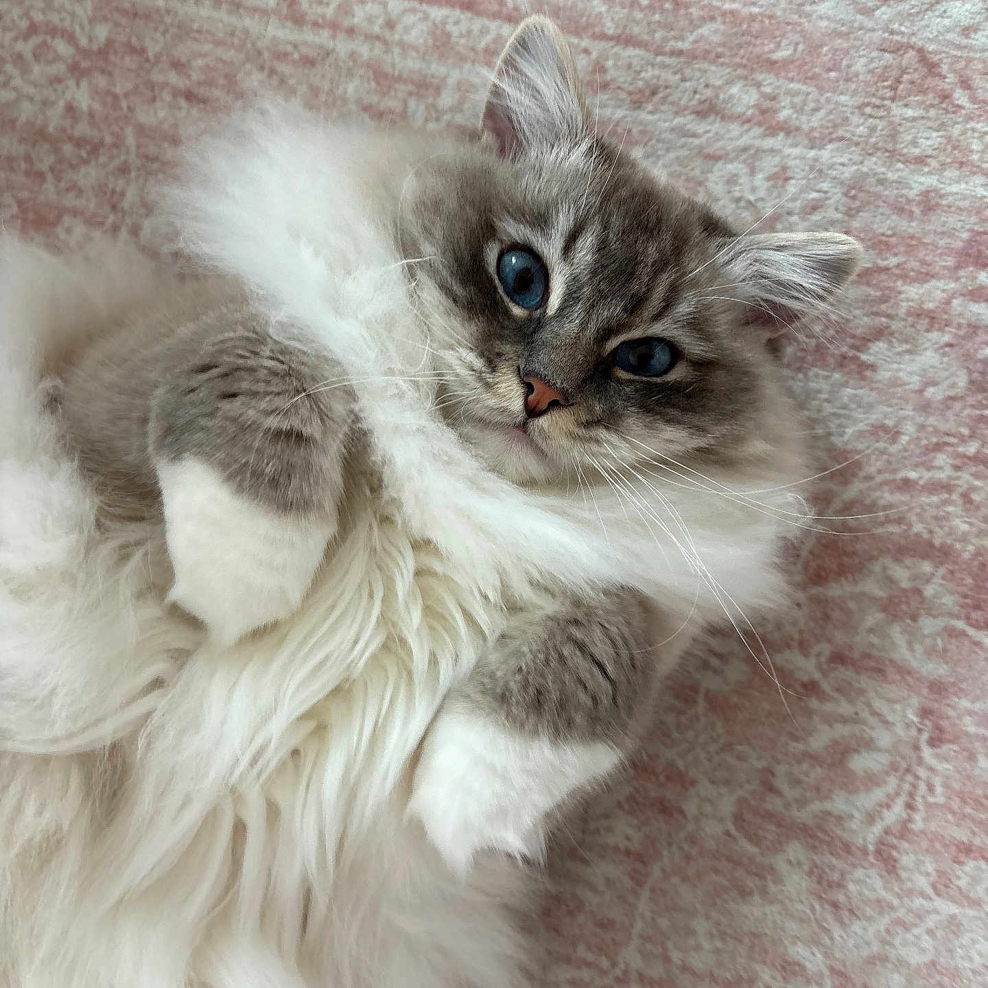 Winston
