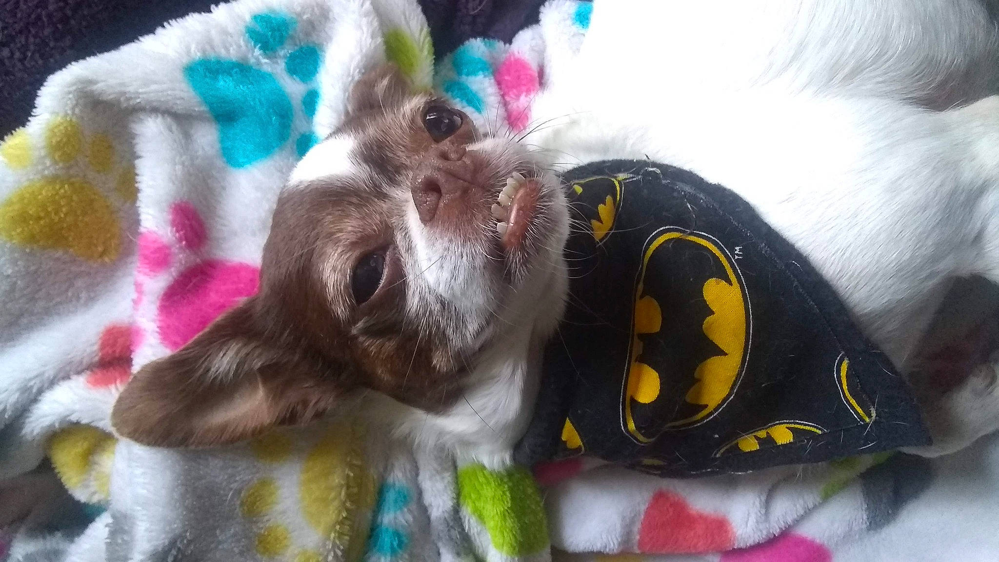 Charlie is registered to the contest to win money with this photo: fur, liver, paw, pet_supply, plush, stuffed_toy, terrestrial_animal, toy, working_animal, yellow