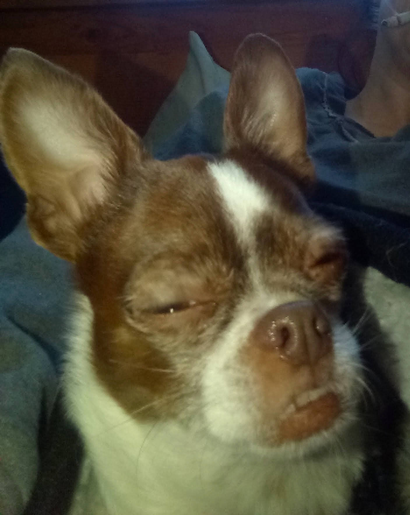 Charlie joined the competition — help win amazing prizes! brown, canidae, carnivore, companion_dog, dog, dog_breed, fawn, liver, non_sporting_group, organ, snout, terrestrial_animal, toy_dog, vertebrate, whiskers, working_animal