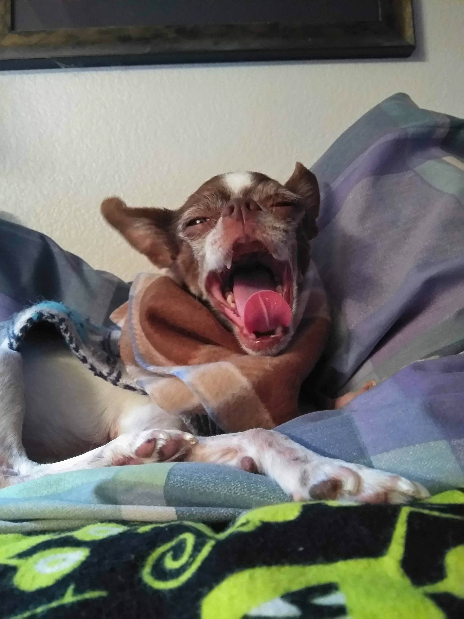 Charlie is registered to the contest to win money with this photo: canidae, canis, carnivore, companion_dog, dog, dog_breed, fang, hunting_dog, jaw, liver, organ, snout, sporting_group, tongue, tooth, vertebrate, whiskers, working_animal, working_dog, yawn