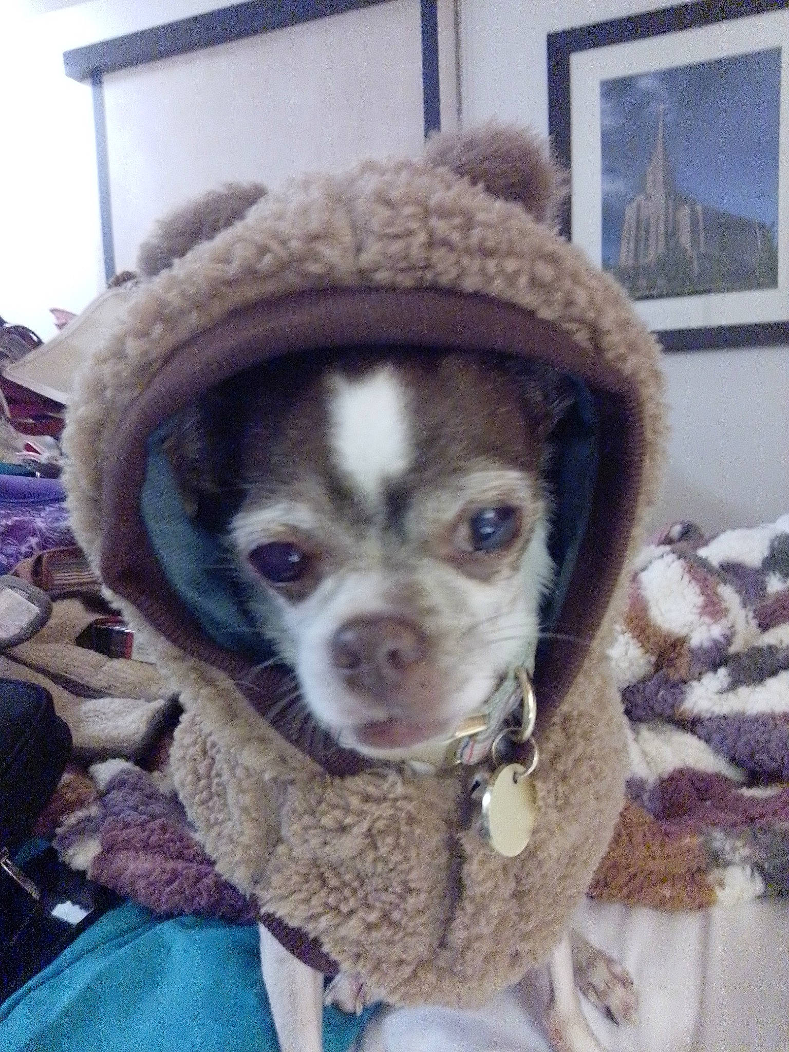 Charlie is registered to the contest to win money with this photo: canidae, carnivore, collar, companion_dog, dog, dog_breed, dog_supply, fawn, fur, liver, non_sporting_group, picture_frame, puppy, snout, sporting_group, toy_dog, whiskers, working_animal