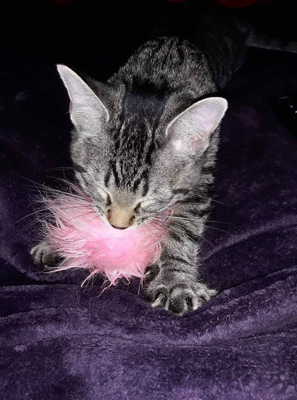 Mateo is registered to the contest to win money with this photo: carnivore, cat, comfort, domestic_short_haired_cat, felidae, fur, kitten, paw, small_to_medium_sized_cats, snout, tabby_cat, toe, whiskers