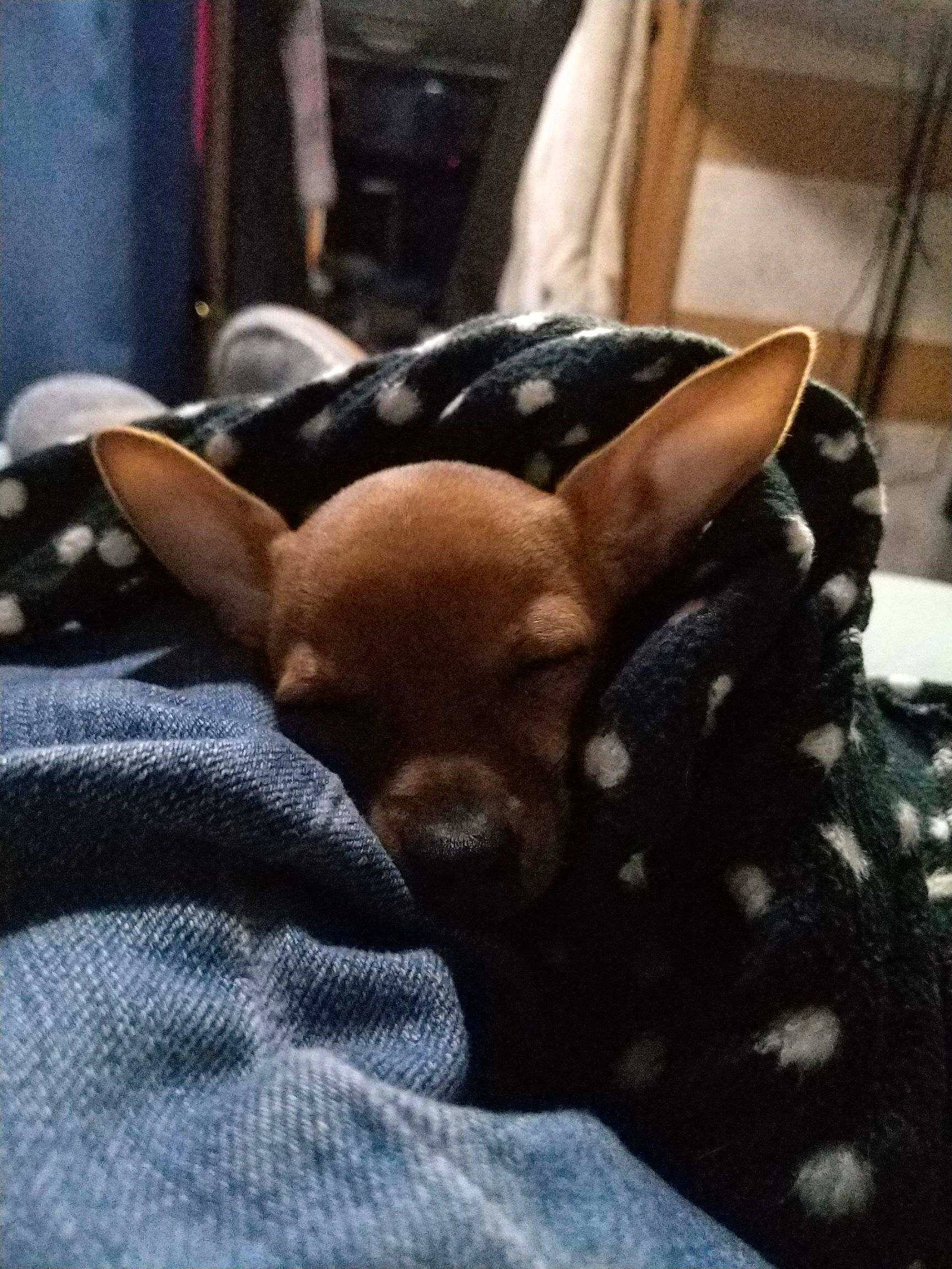 Itsy is registered to the contest to win money with this photo: canidae, carnivore, chihuahua, comfort, companion_dog, dog, dog_breed, ear, fawn, fur, guard_dog, linens, nap, russkiy_toy, snout, sporting_group, toy_dog, vertebrate, whiskers, working_animal