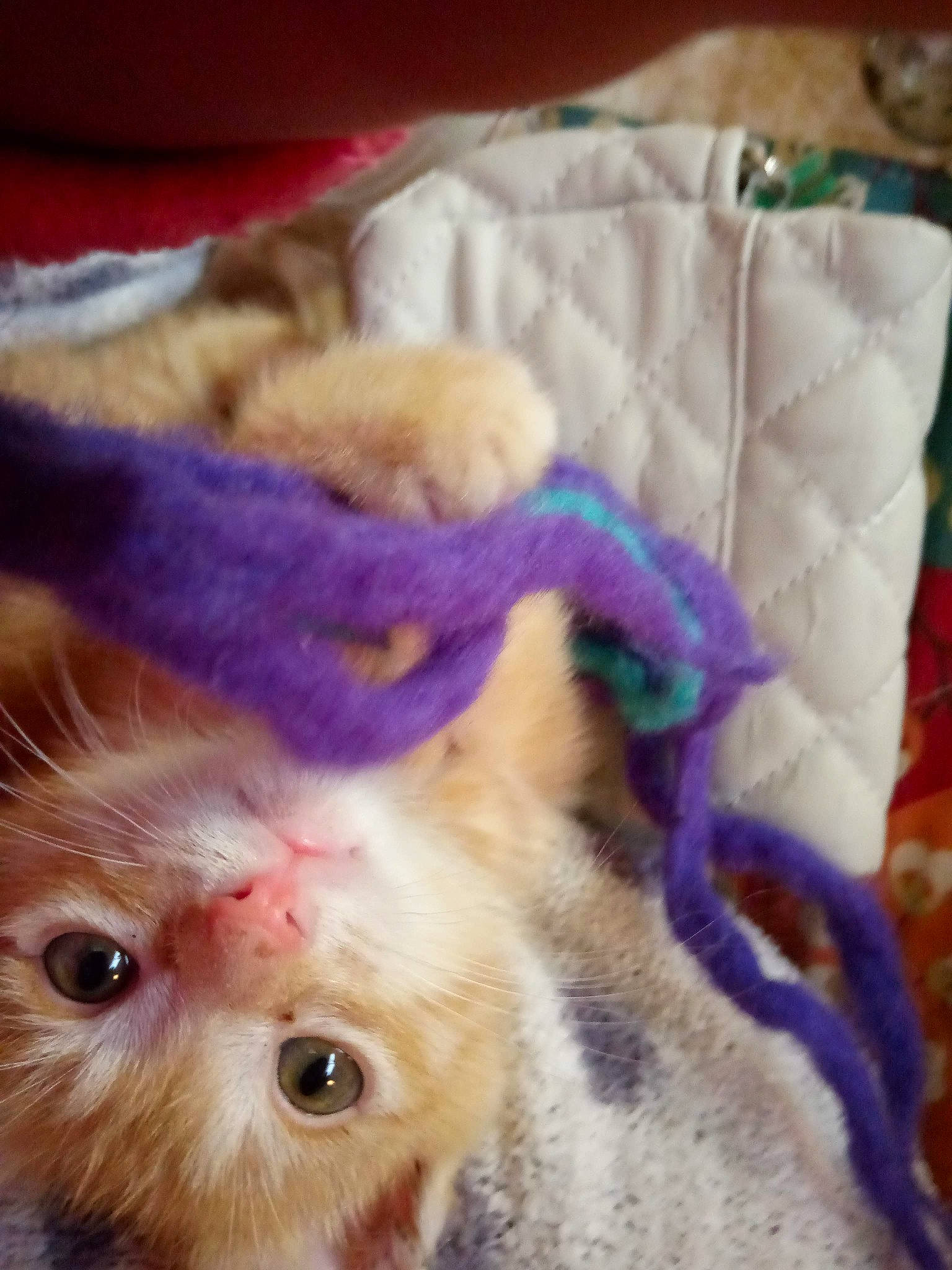 Taz joined the competition — help win amazing prizes! canidae, carnivore, cat, child, claw, companion_dog, dog_breed, domestic_short_haired_cat, fawn, felidae, fur, magenta, paw, purple, selfie, small_to_medium_sized_cats, snout, stuffed_toy, tail, whiskers