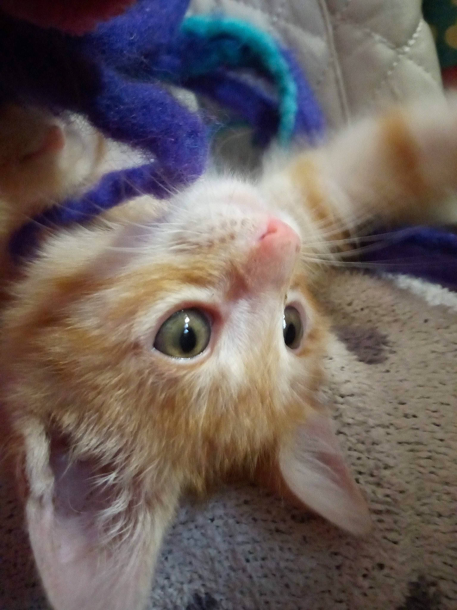 Taz joined the competition — help win amazing prizes! canidae, carnivore, cat, claw, domestic_short_haired_cat, ear, eye, fawn, felidae, fur, head, paw, plant, small_to_medium_sized_cats, snout, tail, terrestrial_animal, whiskers, wildlife, wood