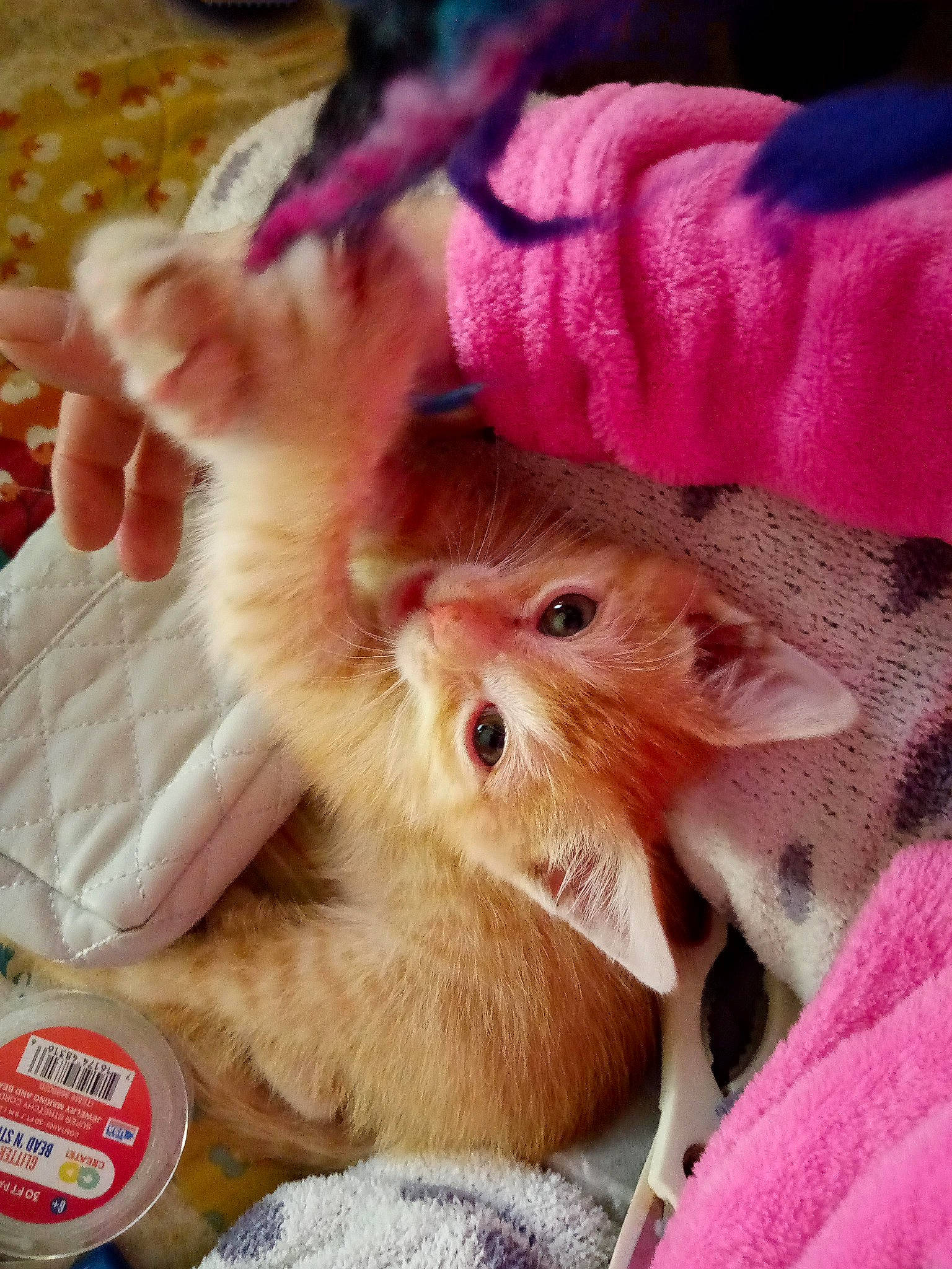 Taz joined the competition — help win amazing prizes! carnivore, cat, claw, domestic_short_haired_cat, ear, eye, eyelash, fawn, felidae, finger, fur, gesture, iris, nail, paw, pink, small_to_medium_sized_cats, snout, thumb, whiskers