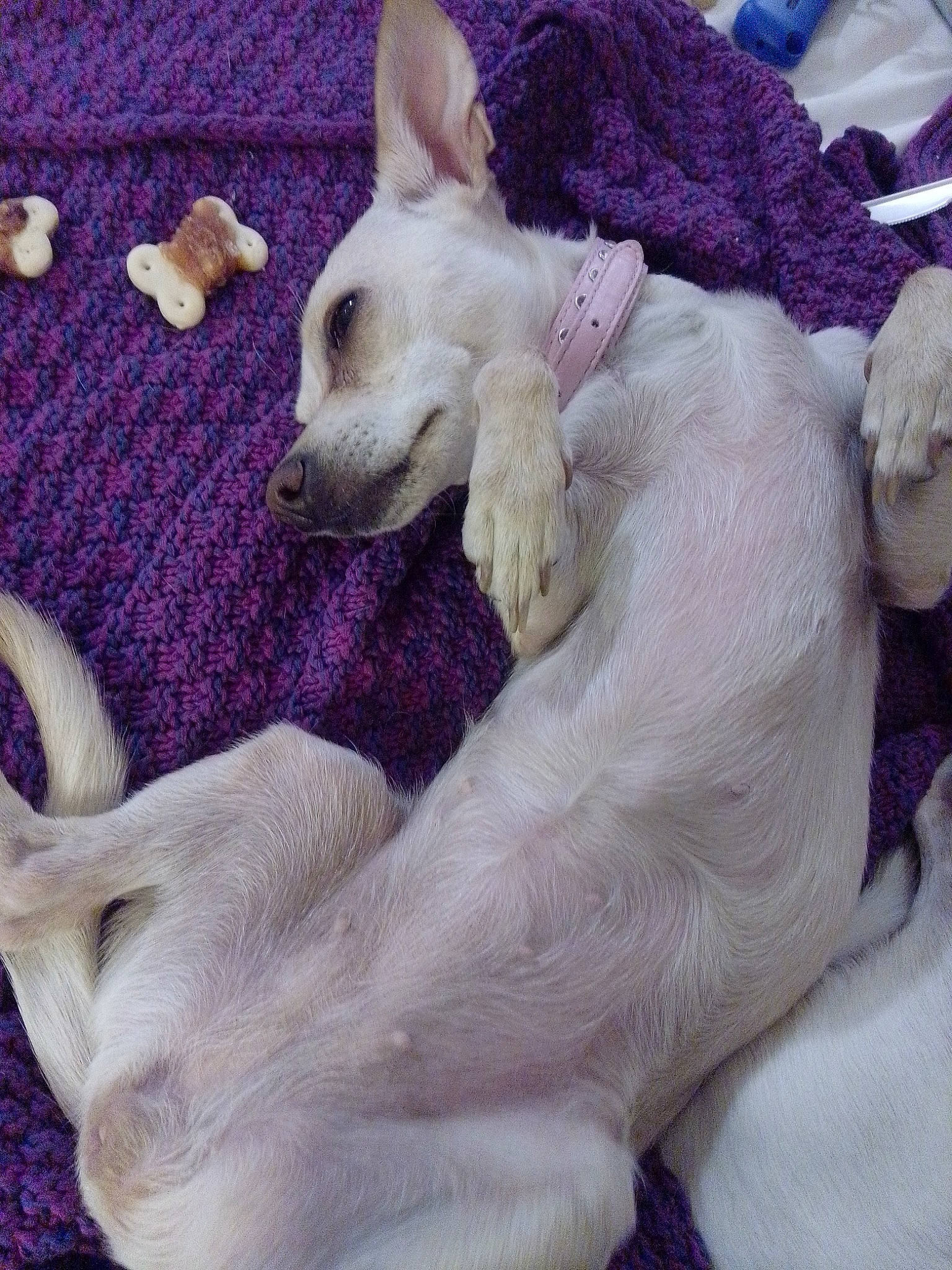 Bella is registered to the contest to win money with this photo: blanket, canidae, carnivore, comfort, companion_dog, dog, dog_breed, dog_supply, fawn, felidae, fur, nap, non_sporting_group, paw, puppy, purple, sporting_group, tail, terrestrial_animal, toy_dog