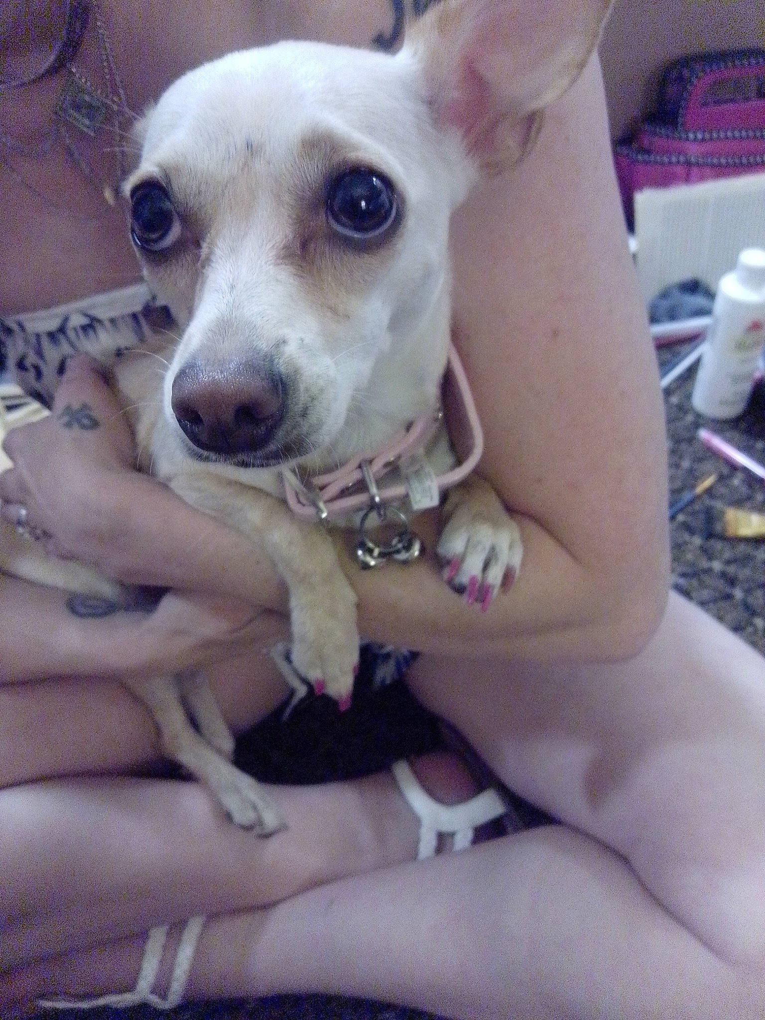 Bella is registered to the contest to win money with this photo: canidae, carnivore, chihuahua, collar, companion_dog, dog, dog_breed, dog_collar, dog_supply, ear, fawn, fur, non_sporting_group, paw, sitting, snout, sporting_group, toy_dog, whiskers, working_animal