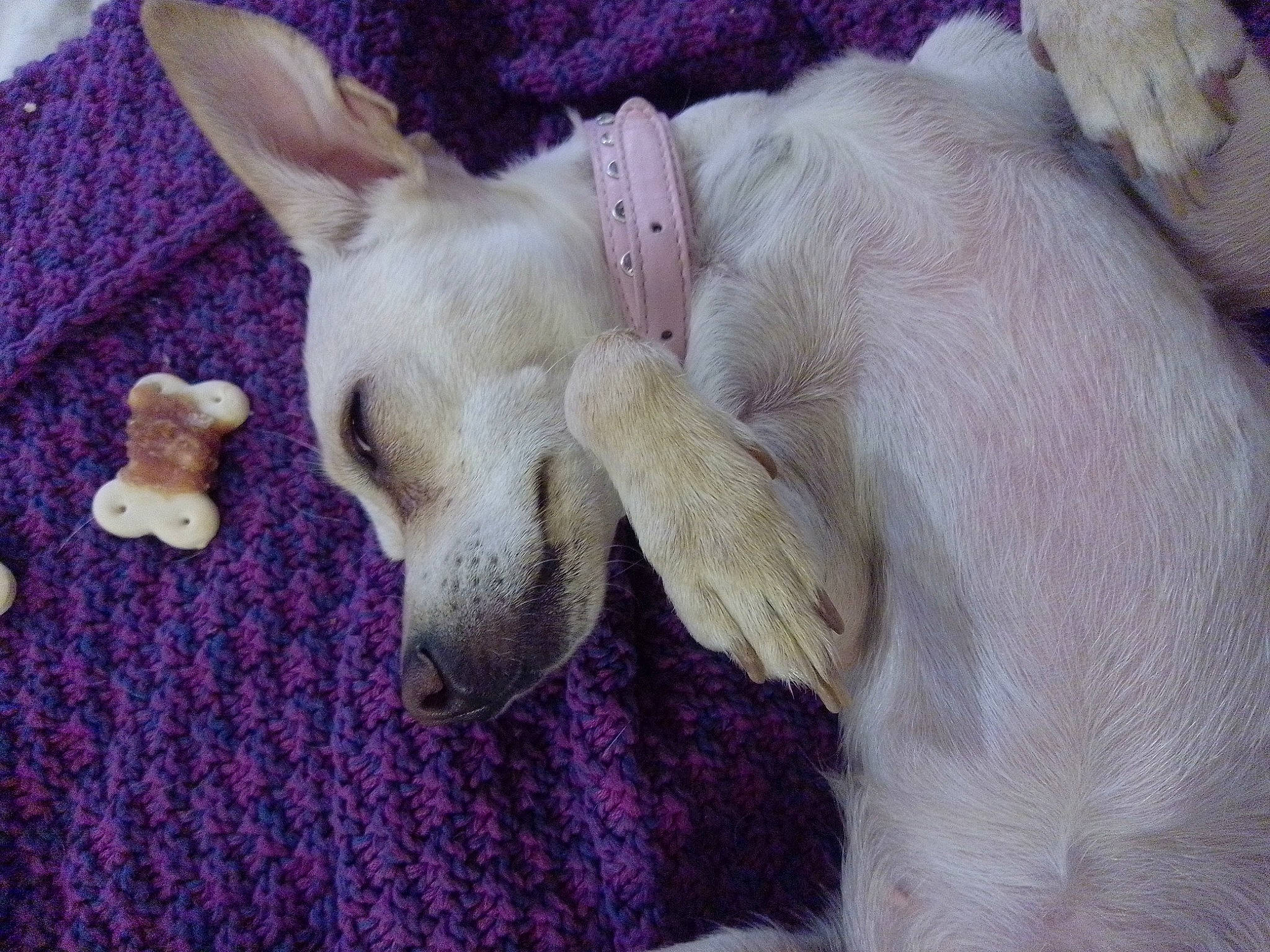 Bella is registered to the contest to win money with this photo: canidae, carnivore, comfort, companion_dog, dog, dog_breed, ear, fawn, fur, linens, nap, non_sporting_group, paw, sleep, snout, sporting_group, tail, terrestrial_animal, toy_dog, working_animal