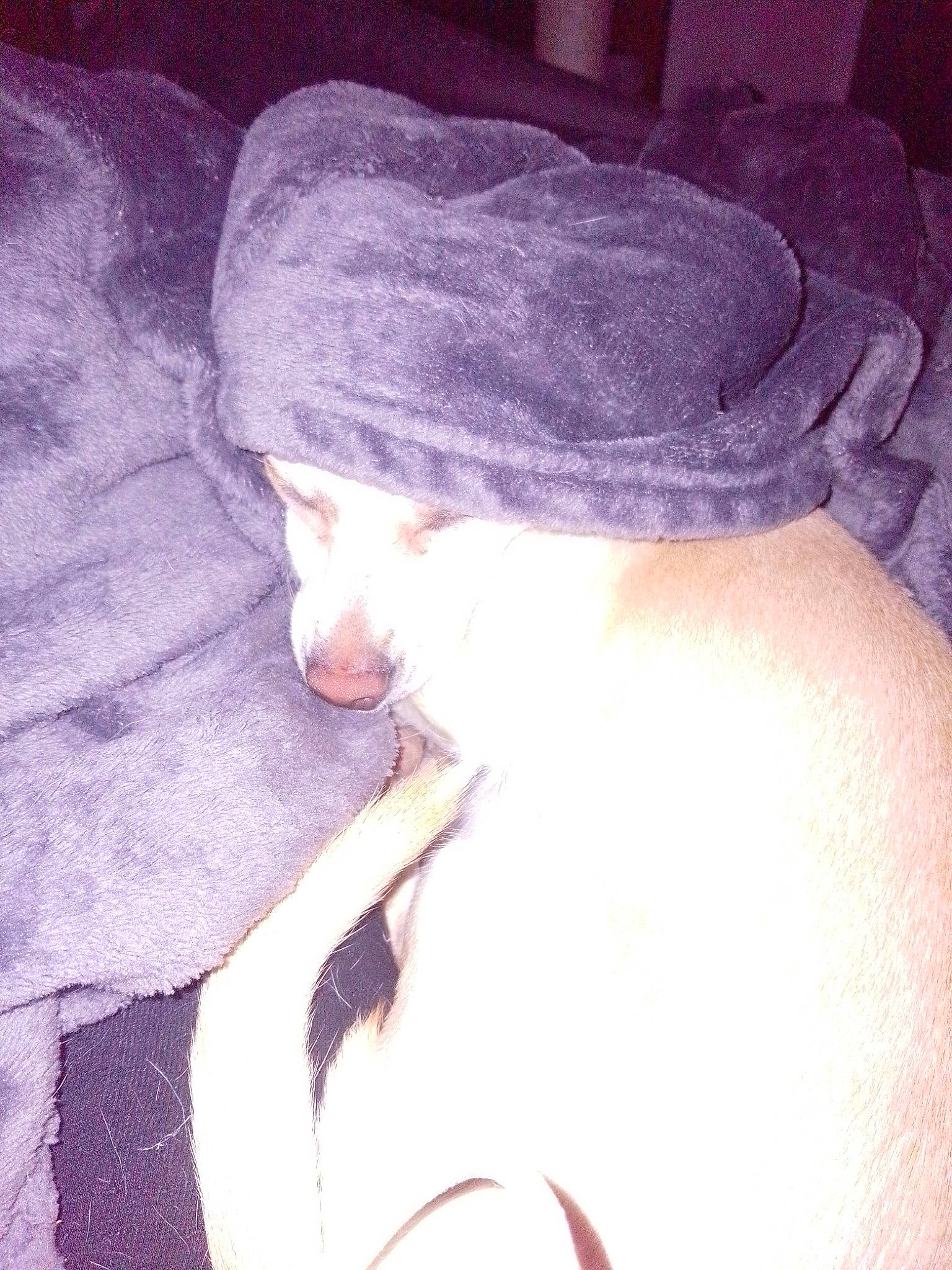 Bella is registered to the contest to win money with this photo: cap, carnivore, cat, cloud, comfort, companion_dog, felidae, fur, grey, human_leg, linens, mammal, meteorological_phenomenon, nail, paw, small_to_medium_sized_cats, tail, textile, thigh, whiskers