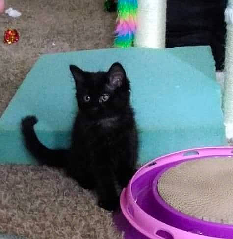 Onyx joined the competition — help win amazing prizes! animal_feed, automotive_tire, black_cat, bombay, carnivore, cat, cat_food, cat_supply, cat_toy, domestic_short_haired_cat, felidae, flooring, fur, pet_food, pet_supply, pink, purple, small_to_medium_sized_cats, tail, whiskers