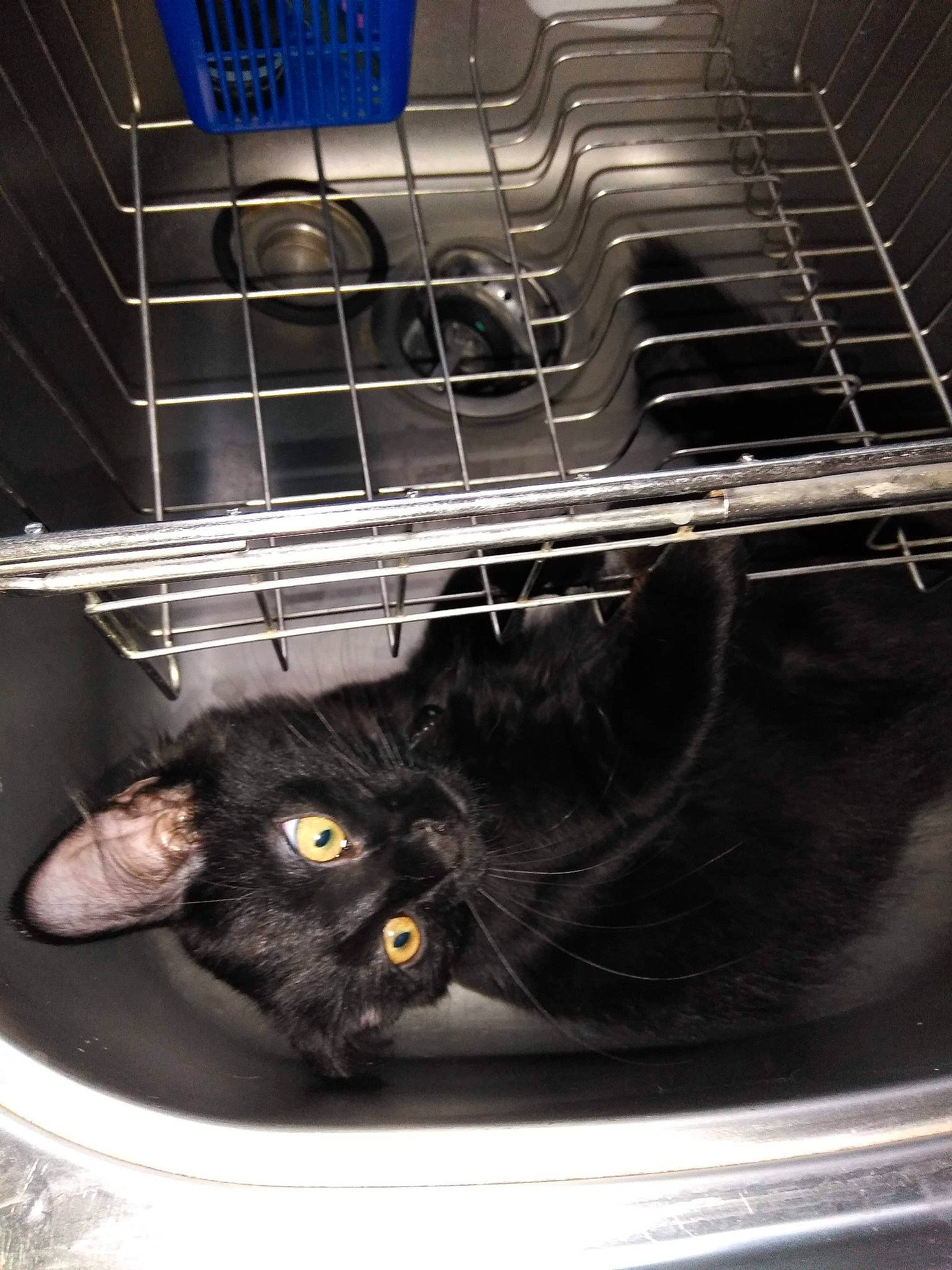 Onyx joined the competition — help win amazing prizes! animal_shelter, automotive_design, automotive_exterior, automotive_lighting, cage, carnivore, cat, domestic_short_haired_cat, felidae, fur, gas, grille, kitchen_appliance, metal, pet_supply, service, small_to_medium_sized_cats, snapshot, tail, whiskers