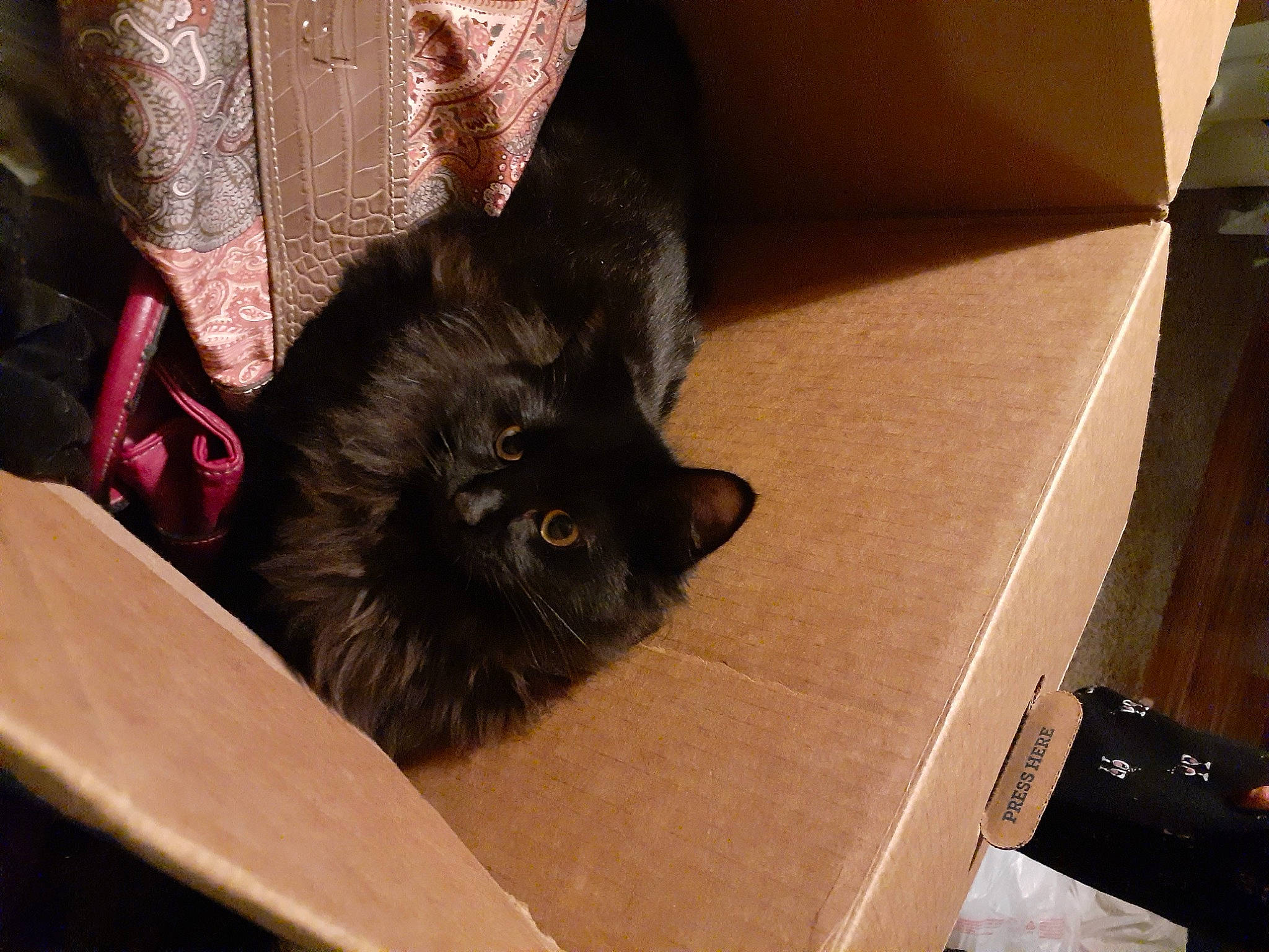 Onyx joined the competition — help win amazing prizes! black_cat, box, cardboard, carton, cat, claw, comfort, domestic_short_haired_cat, felidae, fur, hardwood, natural_material, packaging_and_labeling, packing_materials, shipping_box, small_to_medium_sized_cats, snout, tail, whiskers, wood