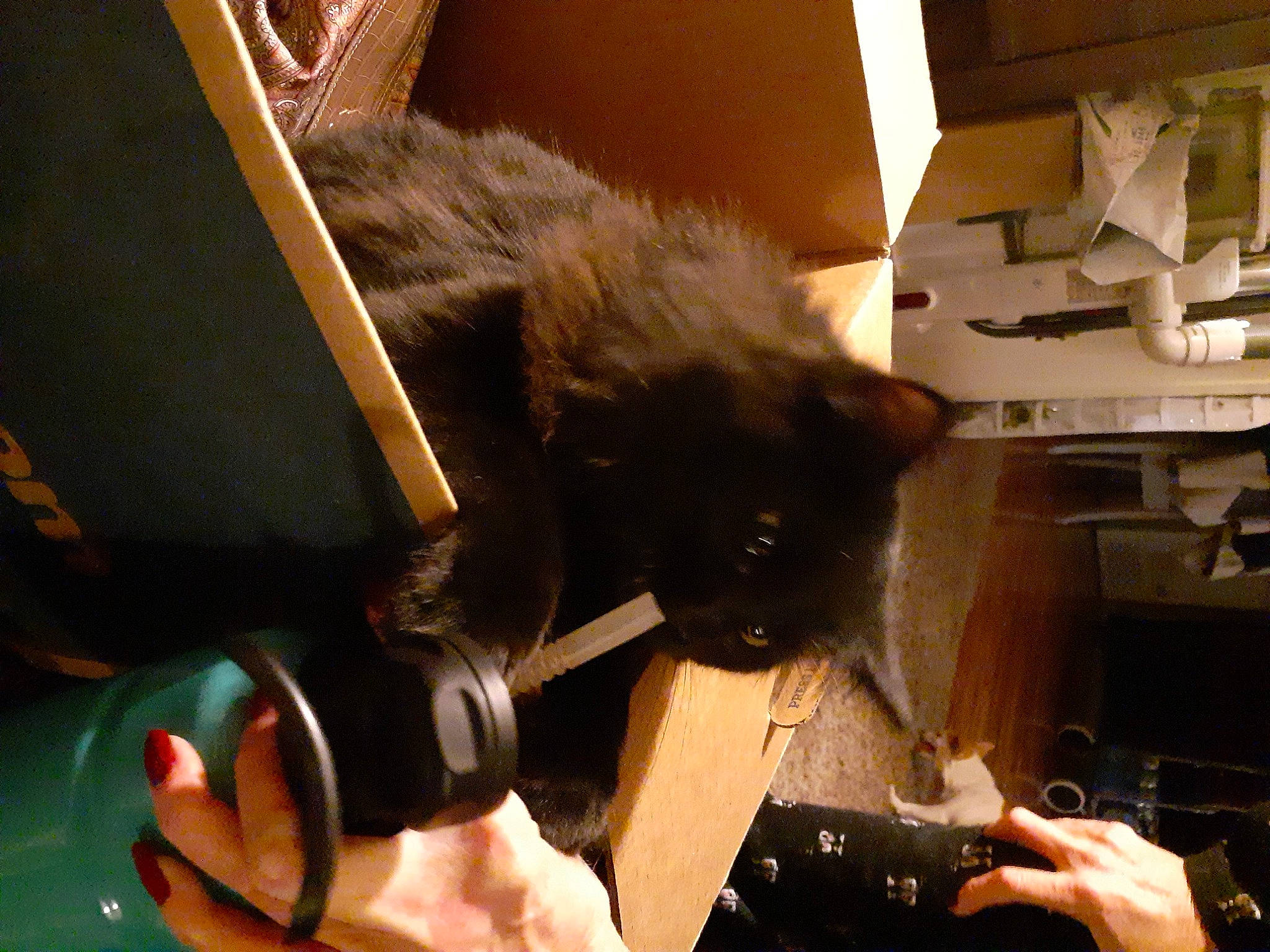 Onyx is registered to the contest to win money with this photo: black_cat, box, camera, canidae, carnivore, cat, domestic_short_haired_cat, felidae, fur, gadget, gesture, hardwood, mobile_phone, room, small_to_medium_sized_cats, snout, sporting_group, tail, whiskers, wood