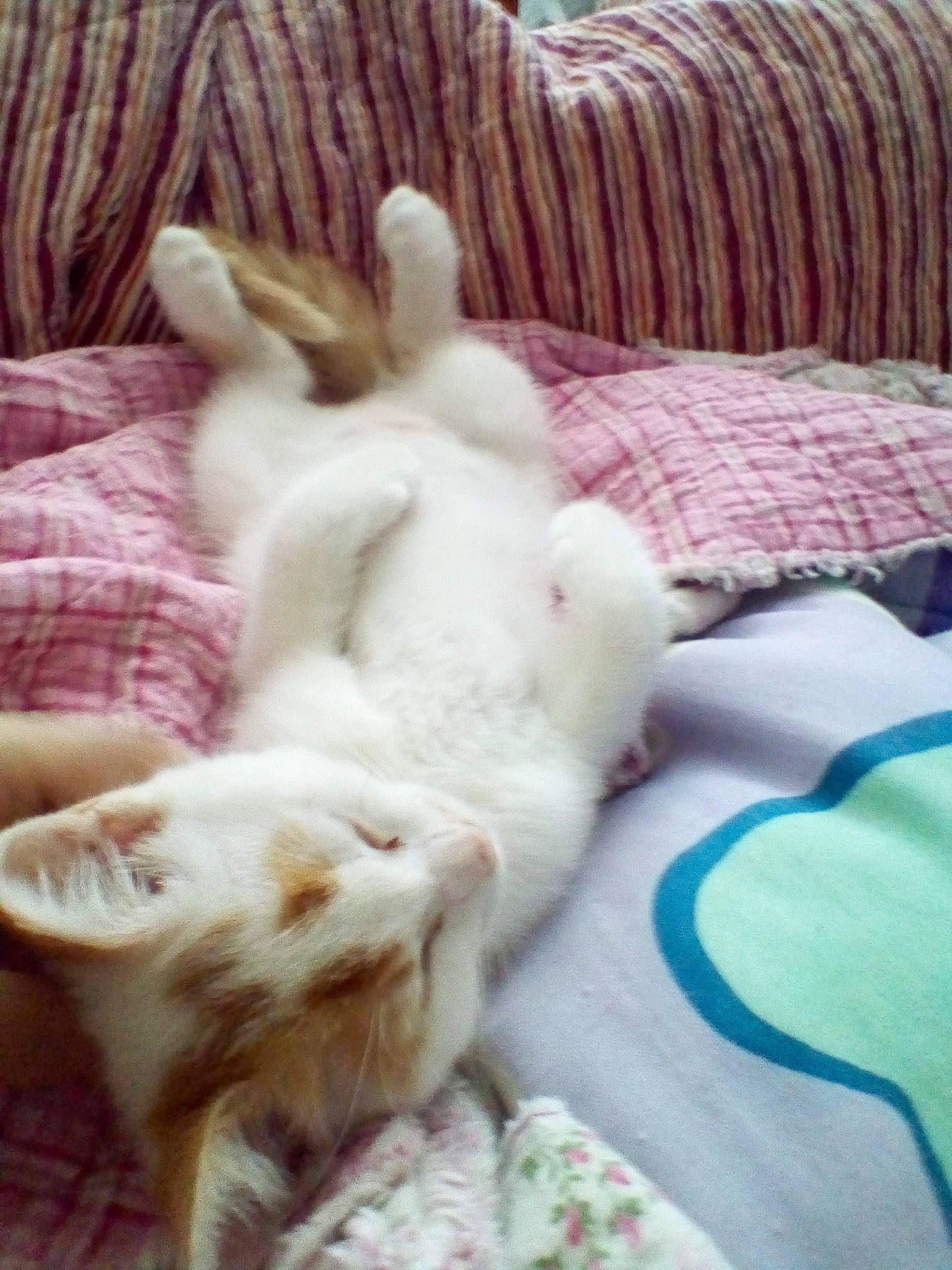 Ally Pinkynose Kitten Cat is registered to the contest to win money with this photo: bed, bed_sheet, bedding, carnivore, cat, comfort, companion_dog, dog_breed, domestic_short_haired_cat, fawn, felidae, fur, linens, mammal, paw, small_to_medium_sized_cats, tail, textile, vertebrate, whiskers