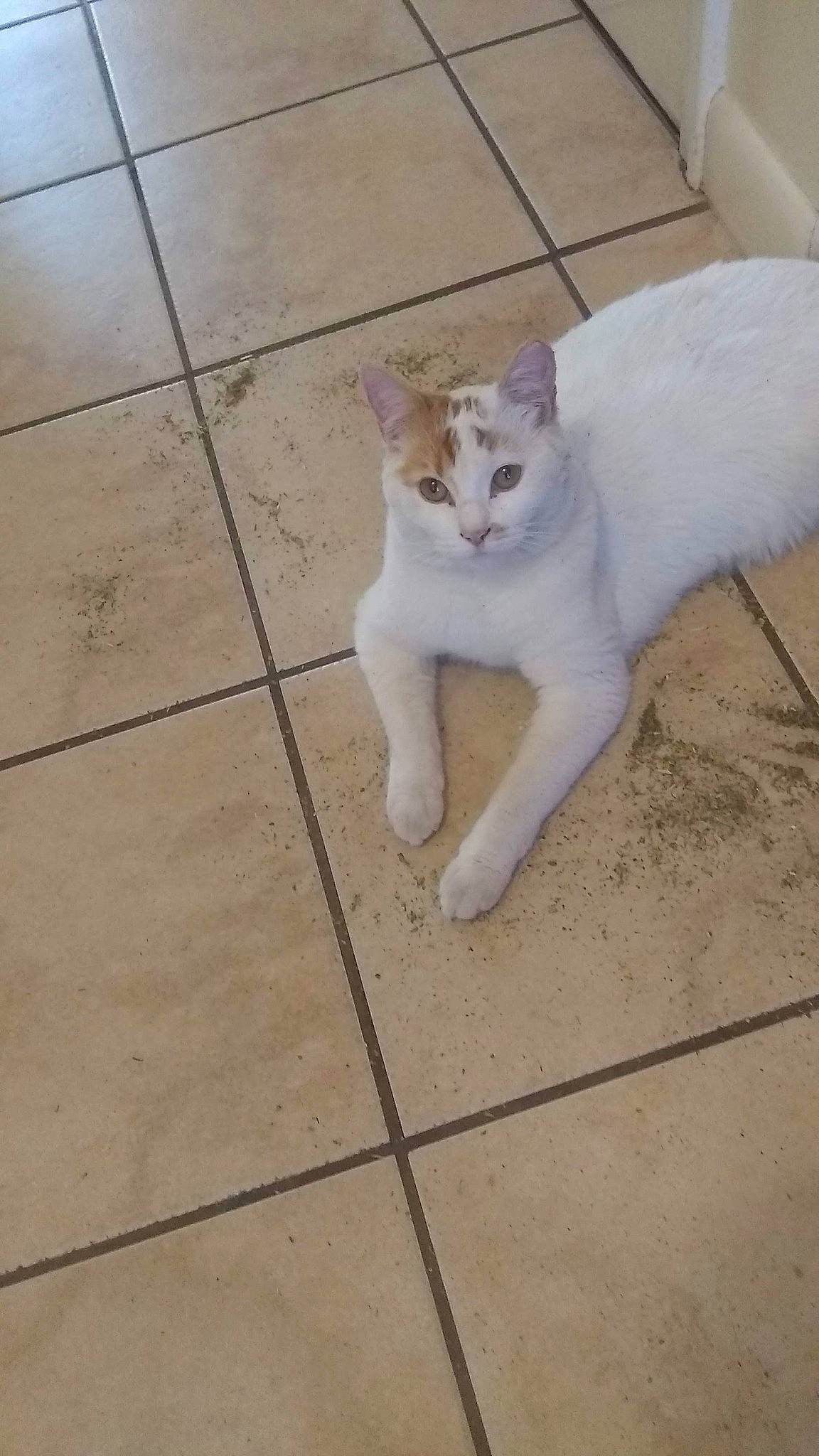 Ally Pinkynose Kitten Cat joined the competition — help win amazing prizes! carnivore, cat, concrete, domestic_short_haired_cat, fawn, felidae, floor, flooring, fur, human_leg, metal, paw, road_surface, sidewalk, small_to_medium_sized_cats, tail, terrestrial_animal, tile_flooring, whiskers, wood