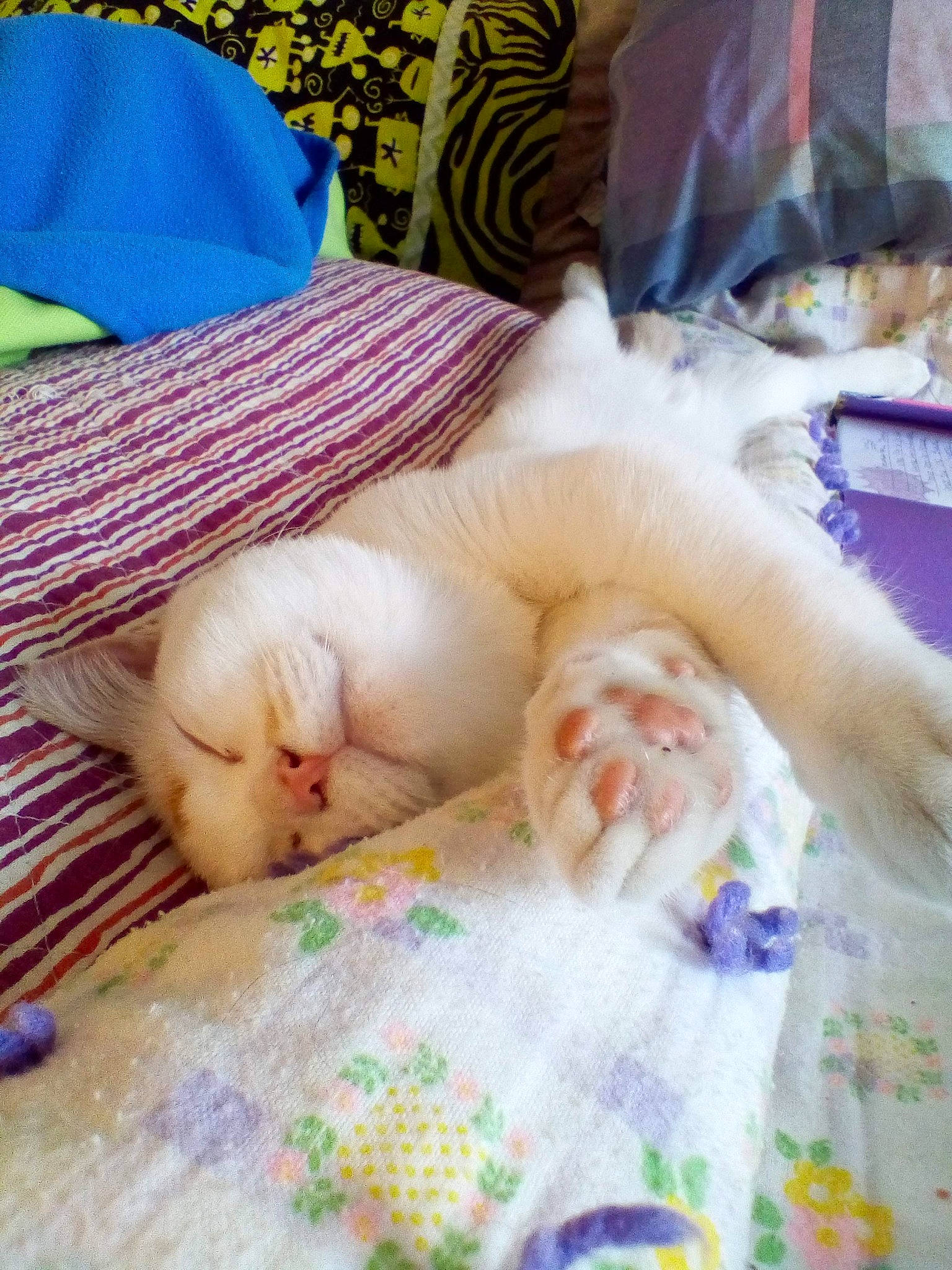 Ally Pinkynose Kitten Cat