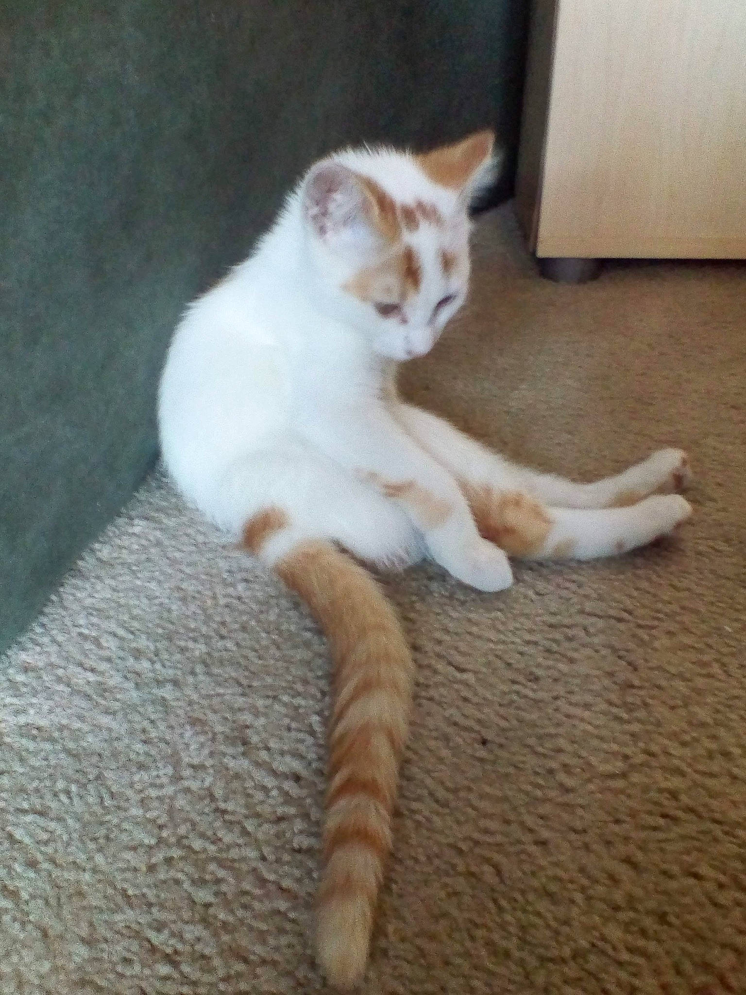 Ally Pinkynose Kitten Cat is registered to the contest to win money with this photo: carnivore, cat, claw, comfort, domestic_short_haired_cat, eye, fawn, felidae, flooring, foot, fur, hardwood, human_leg, paw, small_to_medium_sized_cats, snout, tail, toe, whiskers, wood