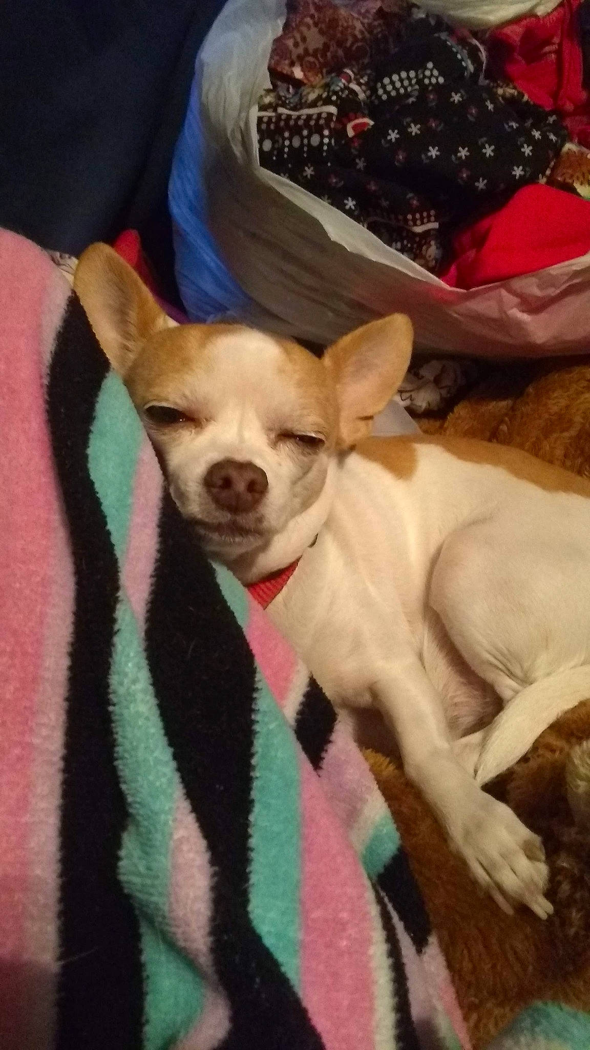 Yettie is registered to the contest to win money with this photo: berry, bowl, canidae, carnivore, collar, companion_dog, dog, dog_breed, dog_supply, fawn, fruit, fur, linens, pet_supply, produce, snout, terrestrial_animal, vertebrate, whiskers, working_animal