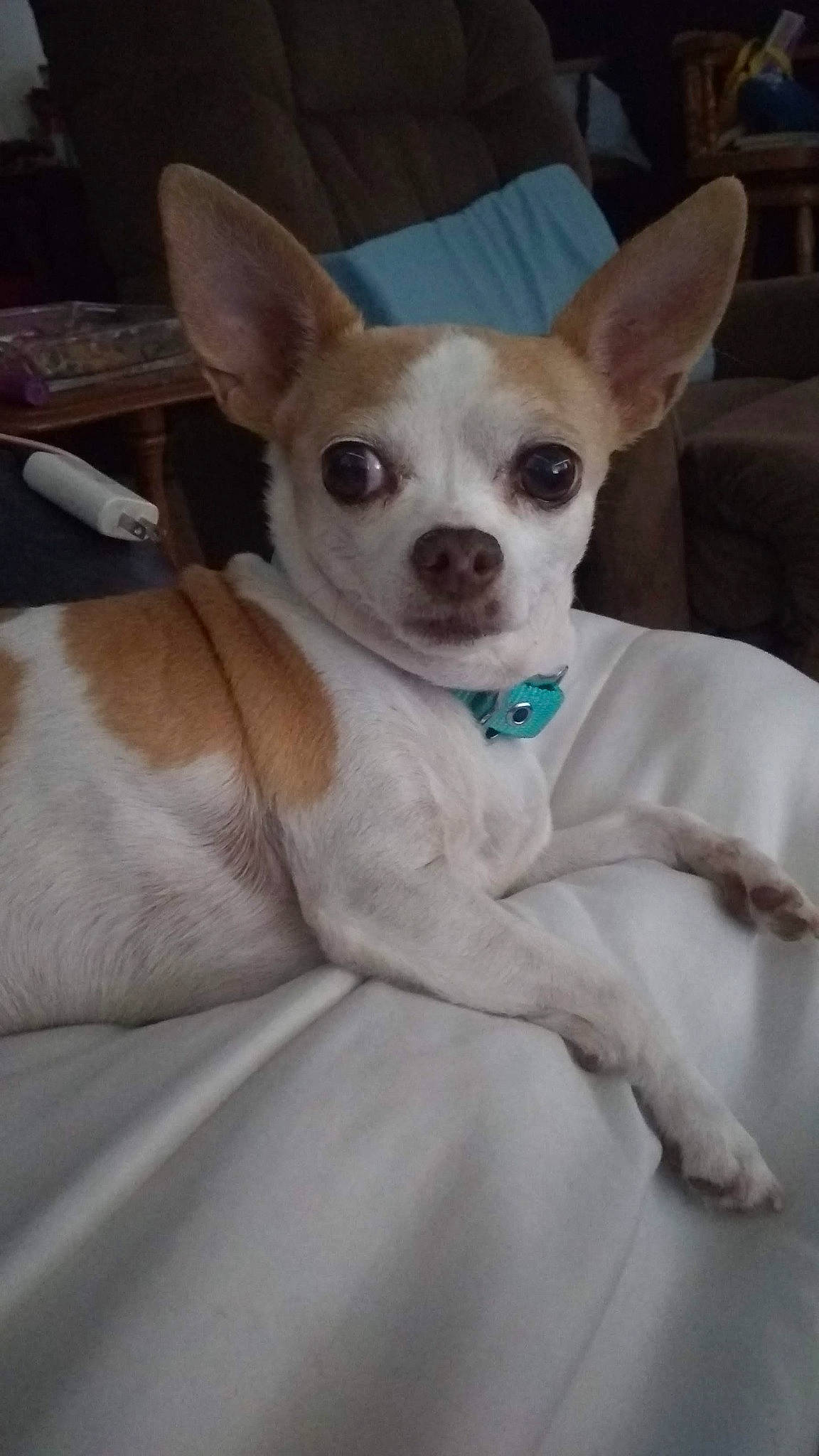 Yettie is registered to the contest to win money with this photo: canidae, carnivore, chihuahua, companion_dog, dog, dog_breed, fawn, mammal, non_sporting_group, small_terrier, snout, sporting_group, terrier, toy_dog, vertebrate, whiskers, working_animal