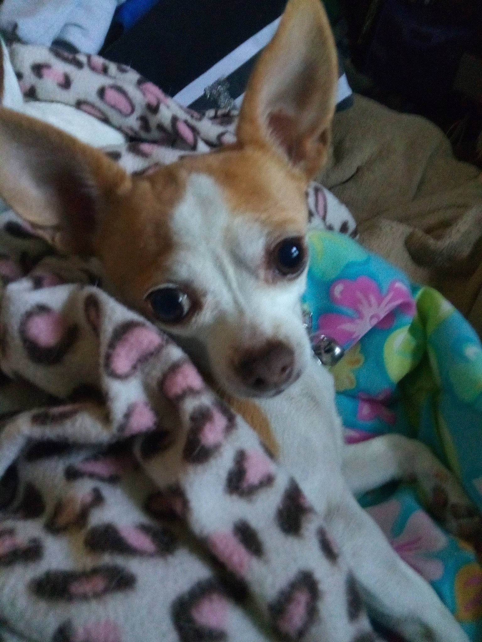 Yettie is registered to the contest to win money with this photo: canidae, carnivore, dog, dog_breed, dog_supply, fawn, fur, linens, paw, pink, snout, sporting_group, terrestrial_animal, vertebrate, whiskers, working_animal, working_dog