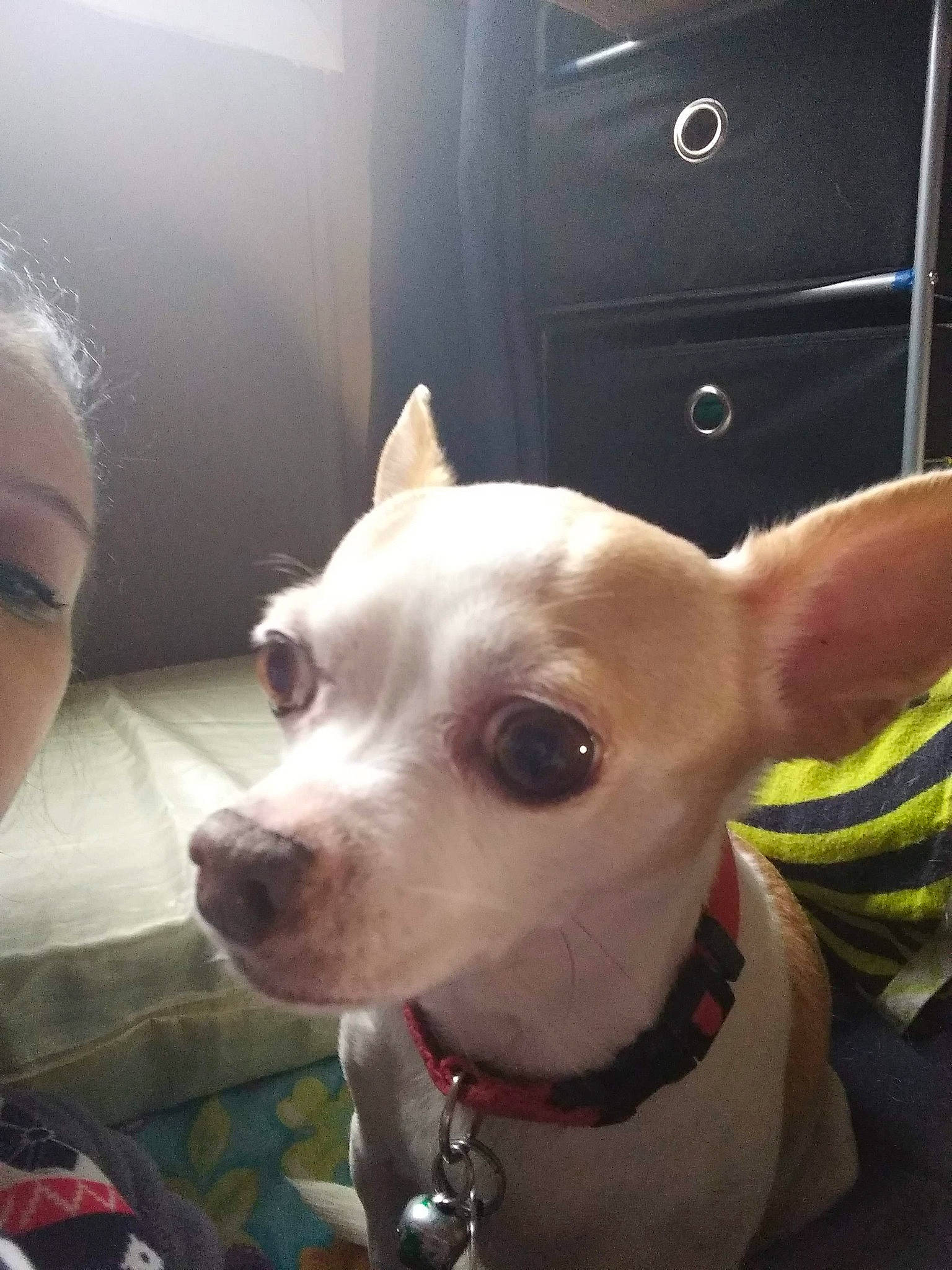 Yettie is registered to the contest to win money with this photo: cabinetry, canidae, carnivore, collar, companion_dog, dog, dog_breed, dog_collar, dog_supply, dogo_guatemalteco, drawer, fawn, non_sporting_group, pet_supply, snout, sporting_group, tail, whiskers, working_animal, working_dog