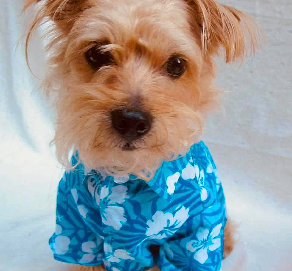 Tommy is registered to the contest to win money with this photo: canidae, carnivore, companion_dog, dog, dog_breed, dog_clothes, maltepoo, mammal, morkie, puppy, puppy_love, rare_breed_dog, schnoodle, small_terrier, snout, sporting_lucas_terrier, terrier, toy_dog, yorkipoo, yorkshire_terrier