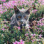 cat, gray_cat, flowers, pink_flowers, greenery, outdoor, nature, whiskers, pet, animal, leaf_litter, close_up, curious, eyes, portrait, flora, spring, garden, feline, plant