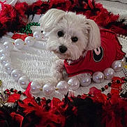 Georgia joined the competition — help win amazing prizes! accessories, animal, beads, black_feathers, close_up, curious, cute, decorations, dog, feather_boa, fluffy, indoor, laying_down, pet, portrait, red_feathers, red_shirt, small_dog, white_background, white_dog