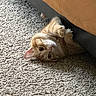 Loki is registered to the contest to win money with this photo: animal, carpet, cat, cozy, curious, cute, domestic, fur, furniture, hiding, indoor, lying_down, orange_tabby, paws, pet, playful, small, whiskers, wide_eyes, young_cat