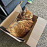 Loki is registered to the contest to win money with this photo: animal, cardboard_box, carpet, cat, couch, cozy, curled_up, cute, feline, fur, home, indoor, orange_tabby, paws, pet, relaxed, resting, sleeping, tabby, whiskers