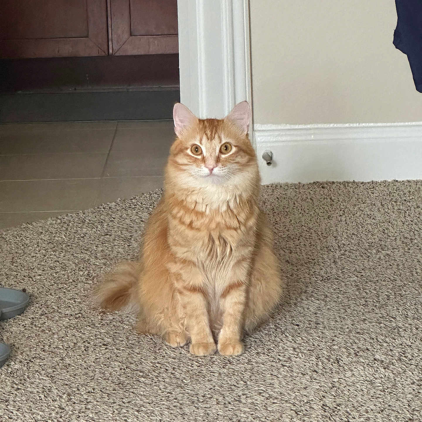 Loki