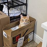 Loki joined the competition — help win amazing prizes! box, cardboard_box, carpet, cat, container, corner, cozy, curious, domestic, feline, floor, home, indoor, orange_tabby, peeking, pets, shoe_rack, shoes, wall, white_shoes