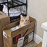 box, cardboard_box, carpet, cat, container, corner, cozy, curious, domestic, feline, floor, home, indoor, orange_tabby, peeking, pets, shoe_rack, shoes, wall, white_shoes