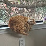 animal, cat, cozy, curled_up, cute, domestic_animal, feline, fur, home, houseplant, indoor, leafy_background, orange_cat, pet, plush_toy, relaxing, resting, screen_window, sleeping, window_sill