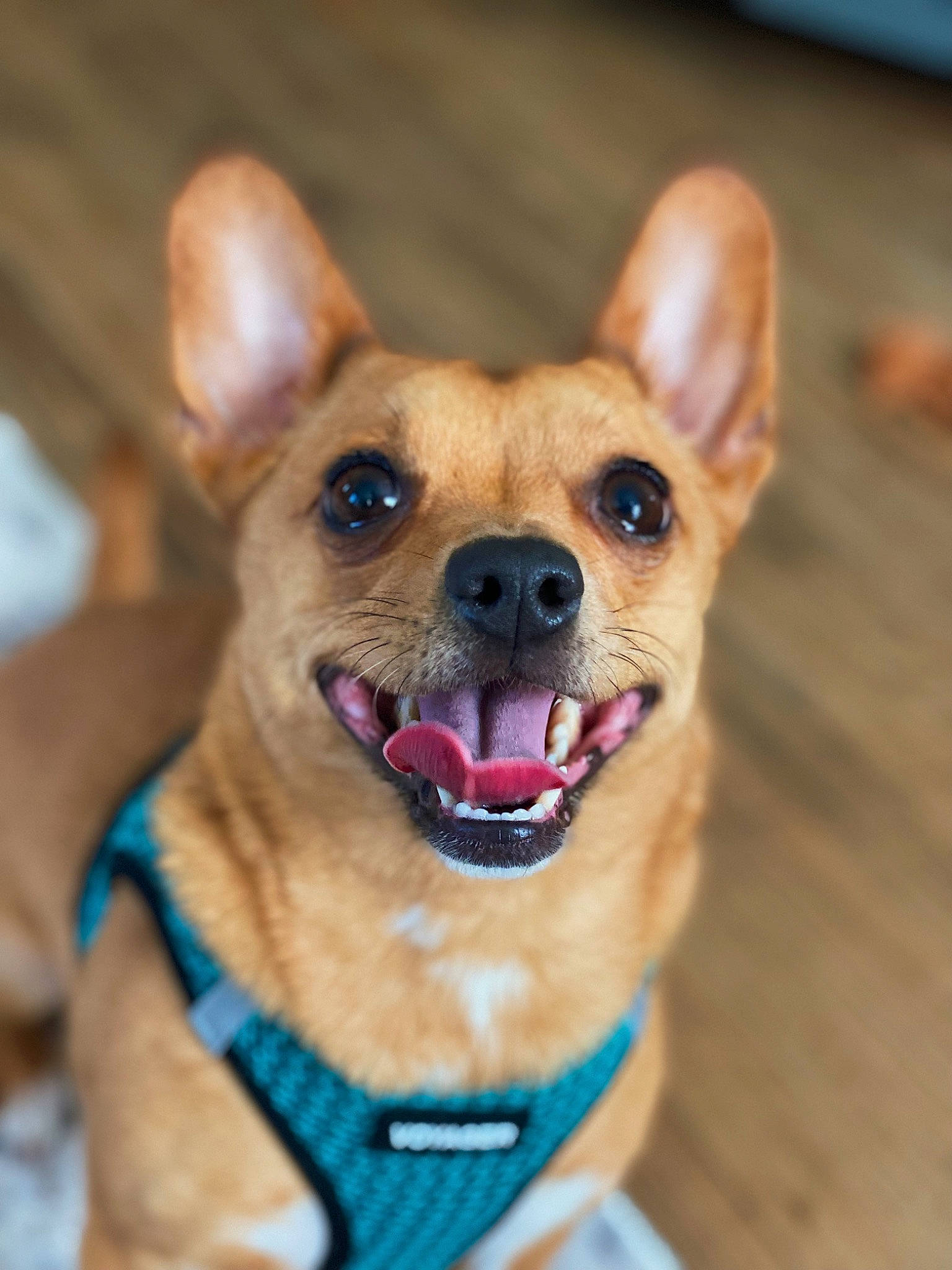 Bela joined the competition — help win amazing prizes! canidae, carnivore, chihuahua, collar, companion_dog, dog, dog_breed, dog_collar, dog_supply, ear, fawn, fur, paw, russkiy_toy, snout, sporting_group, terrestrial_animal, toy_dog, whiskers, working_animal