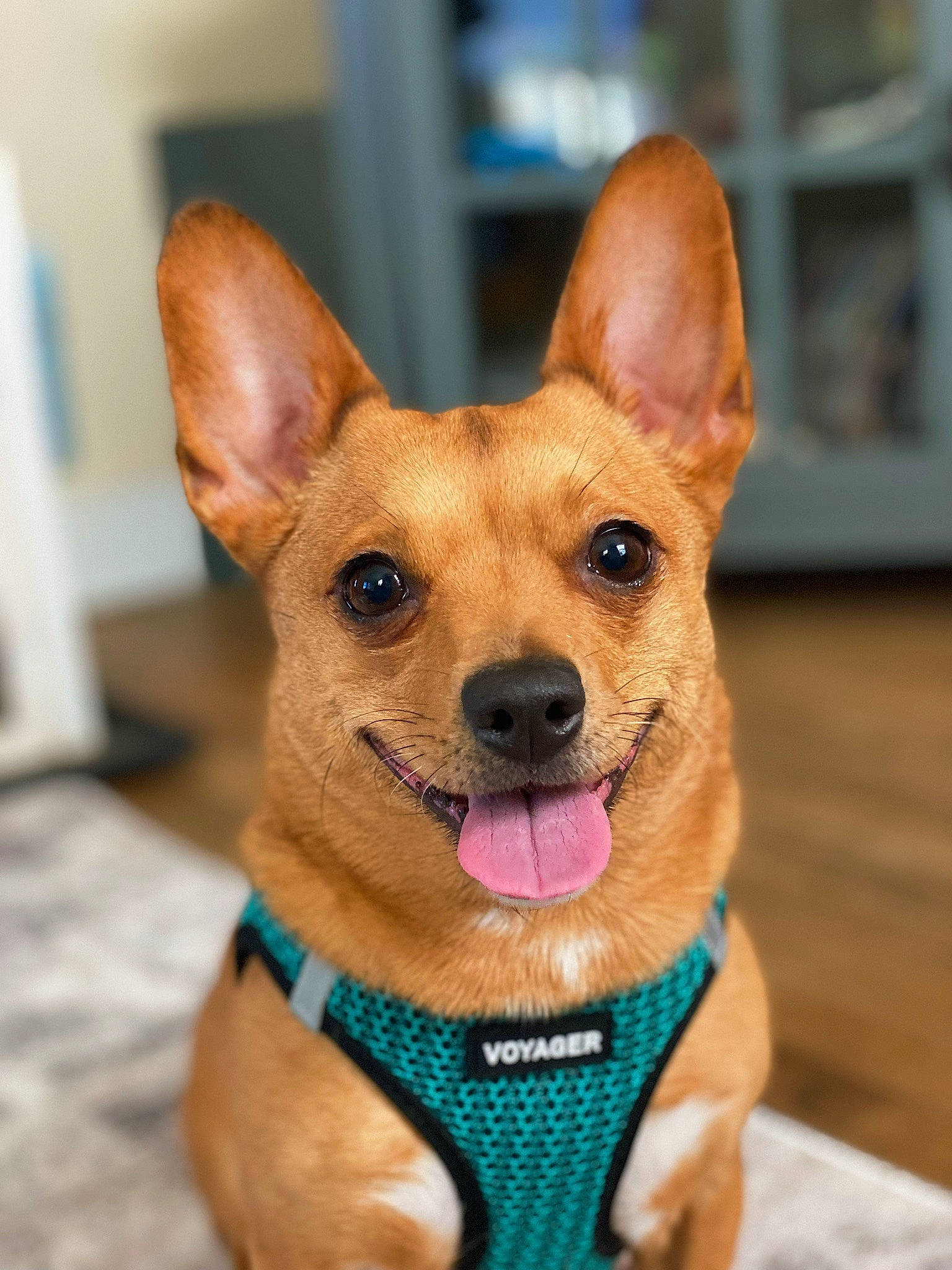 Bela is registered to the contest to win money with this photo: canidae, carnivore, collar, companion_dog, dog, dog_breed, dog_collar, dog_supply, ear, fawn, fur, paw, pet_supply, puppy, snout, sporting_group, terrestrial_animal, toy_dog, whiskers, working_animal