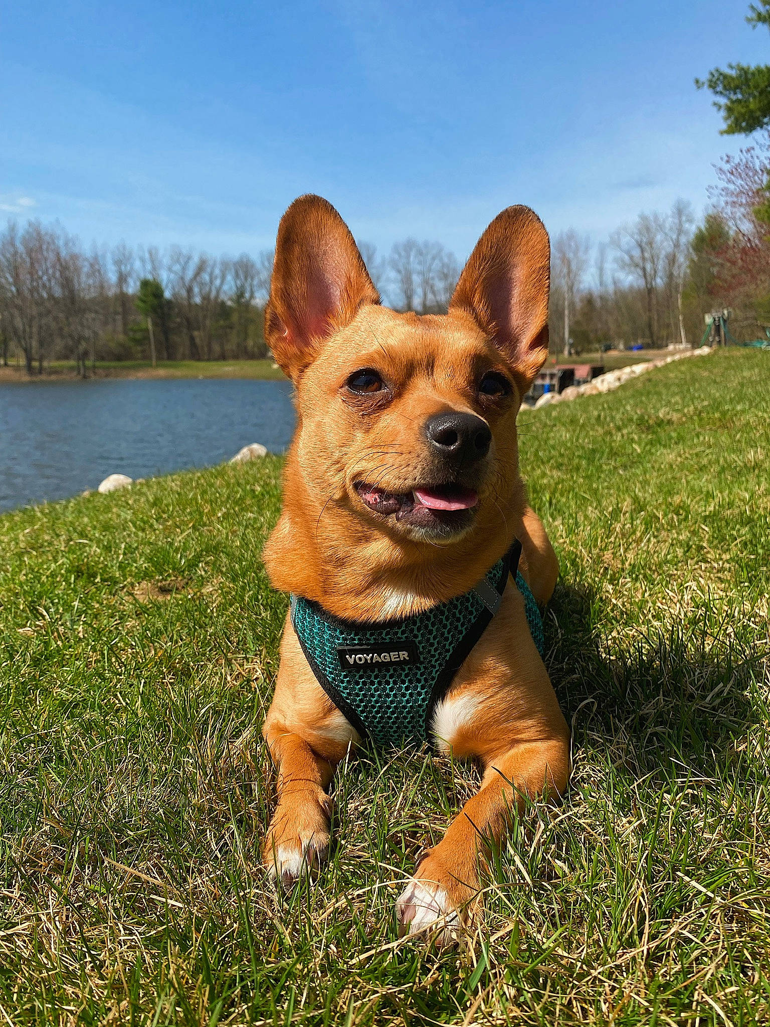 Bela is registered to the contest to win money with this photo: canidae, carnivore, cloud, companion_dog, dog, dog_breed, fawn, freshwater_marsh, grass, guard_dog, herding_dog, lake, plant, sky, snout, sporting_group, tree, water, whiskers, working_dog