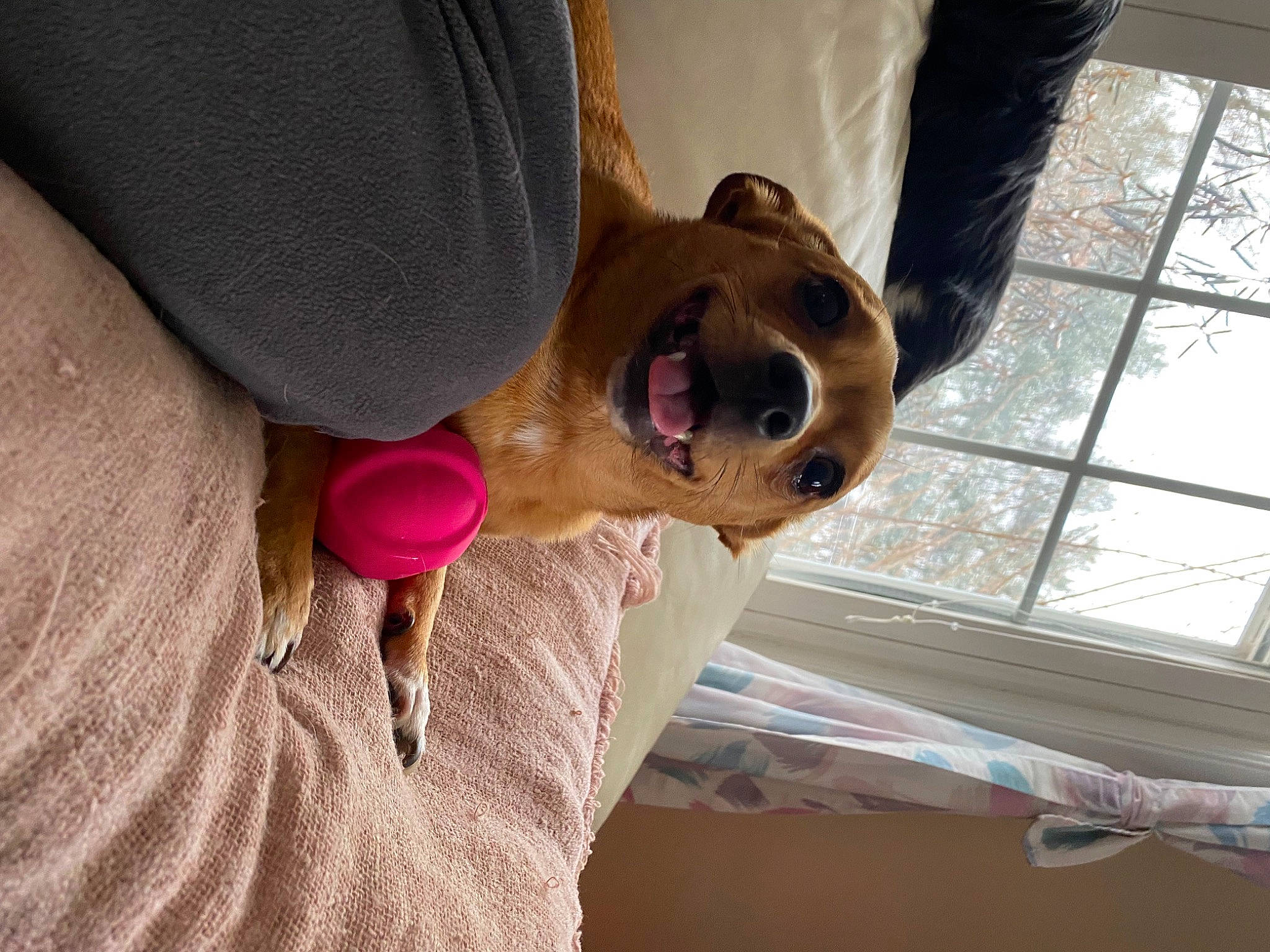 Bela is registered to the contest to win money with this photo: carnivore, comfort, companion_dog, dog, dog_breed, eyewear, fawn, flower, foot, fur, leg, plant, smile, snout, sunglasses, toy, tree, window, wood, wrinkle