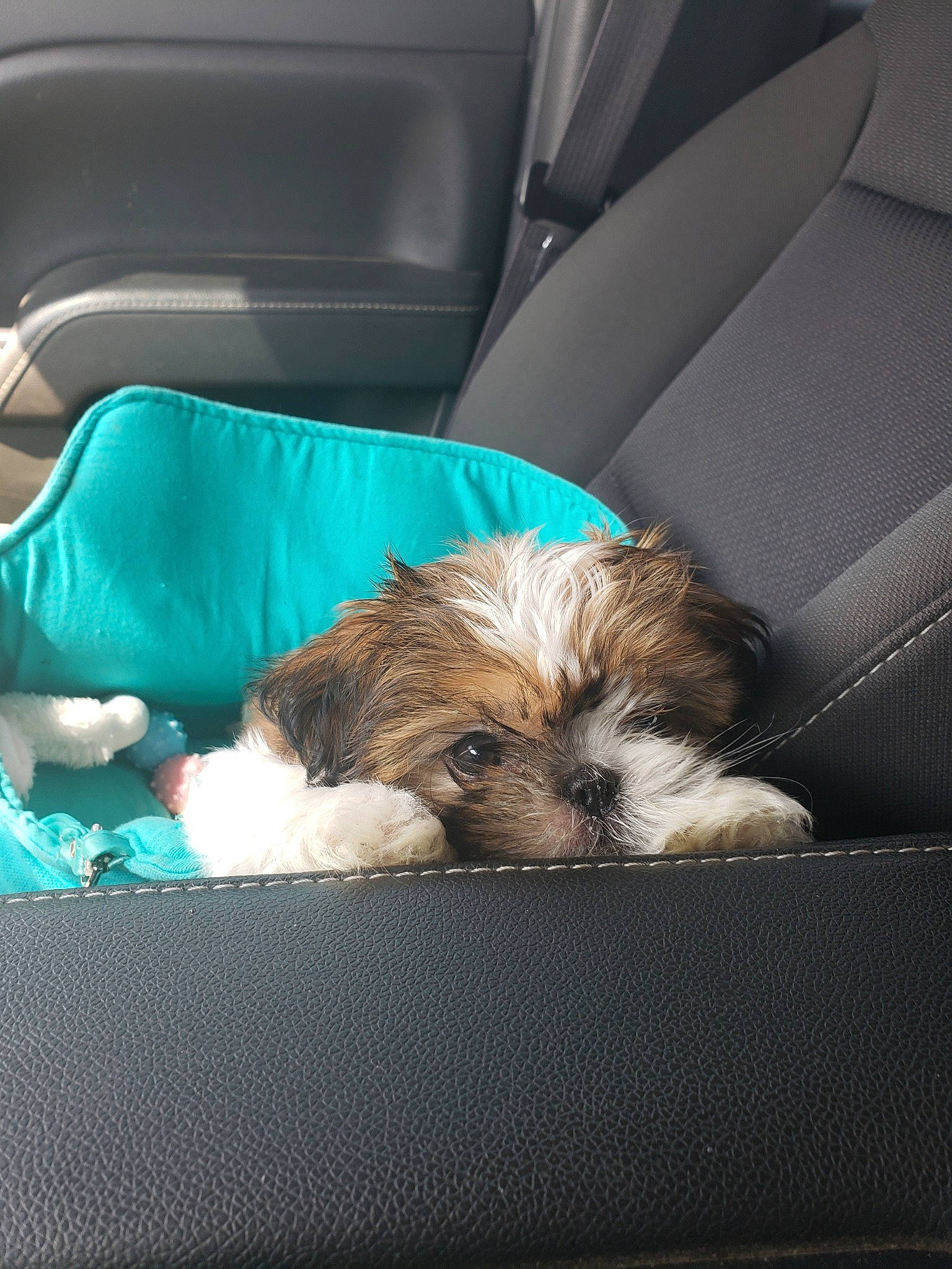 Mazie is registered to the contest to win money with this photo: canidae, carnivore, cavachon, chinese_imperial_dog, companion_dog, dog, dog_breed, lhasa_apso, maltepoo, mammal, morkie, petit_basset_griffon_vendeen, puppy, schnoodle, shih_poo, shih_tzu, sporting_group, toy_dog, vertebrate, yorkipoo