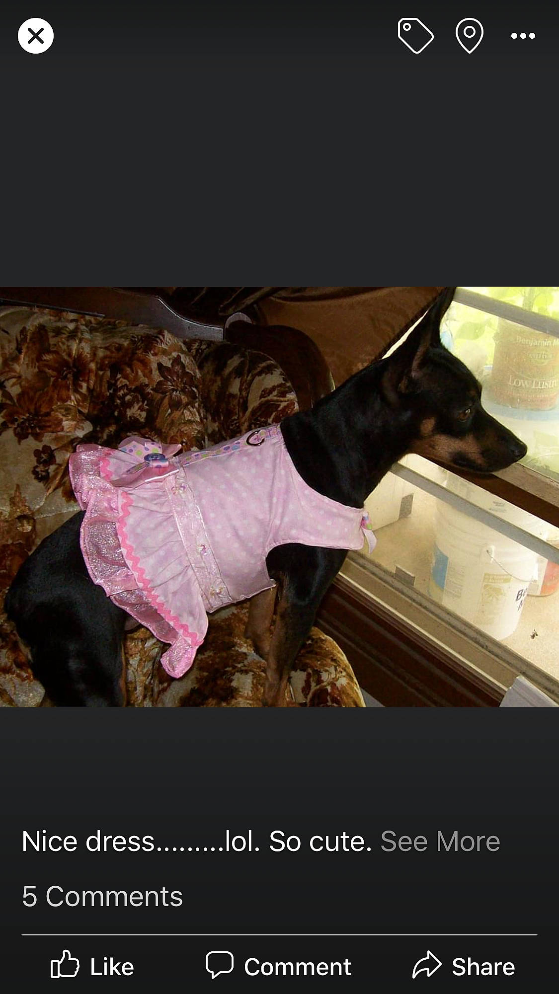 Lexi is registered to the contest to win money with this photo: canidae, companion_dog, dog_breed, dress, guard_dog, photo_caption, photography