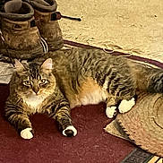 Fatty is registered to the contest to win money with this photo: cat, tabby_cat, white_paws, carpet, boots, woven_hat, indoor, pet, animal, feline, relaxed, curious, brown, striped, fur, paws, floor, home, resting, cozy