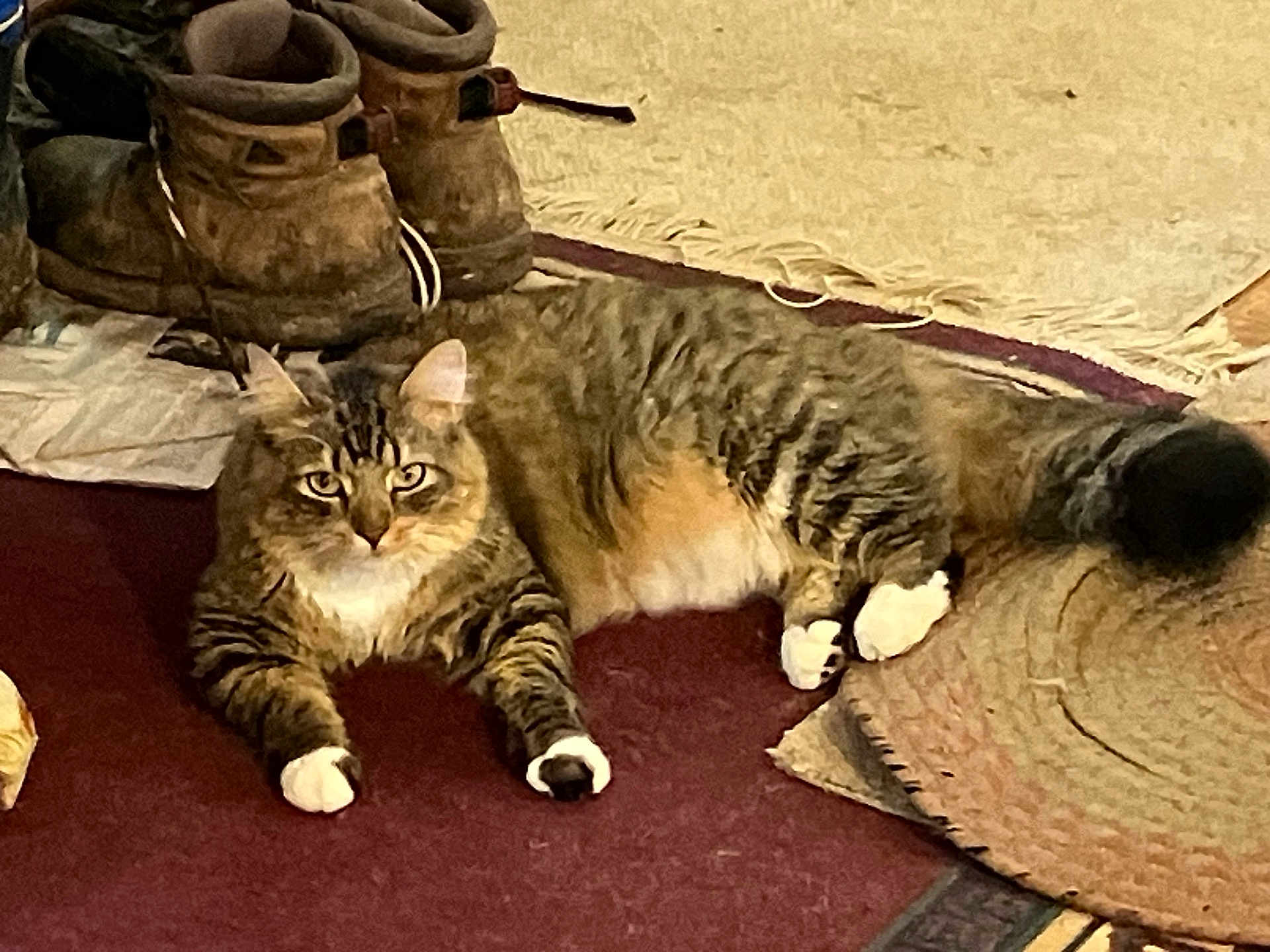 Fatty
