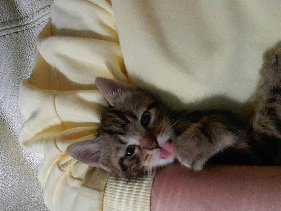 Pitchoune participe au concours pour gagner de l'argent avec cette photo : bed, carnivore, cat, claw, comfort, domestic_short_haired_cat, felidae, fur, linens, paw, small_to_medium_sized_cats, whiskers