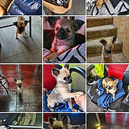 Salto participe au concours pour gagner de l'argent avec cette photo : dog, puppy, chihuahua, small_dog, pet, animal, canine, brown_fur, tan_fur, fluffy, sleeping, sitting, standing, portrait, collage, blanket, bed, chair, car, indoor