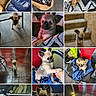 dog, puppy, chihuahua, small_dog, pet, animal, canine, brown_fur, tan_fur, fluffy, sleeping, sitting, standing, portrait, collage, blanket, bed, chair, car, indoor