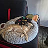 dog, sleeping, small_dog, pet, animal, fur, long_hair, brown, black, white, shaggy_bed, blanket, chair, cushion, indoor, home, cozy, relaxed, nap, furniture