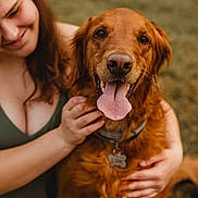 Ellie joined the competition — help win amazing prizes! dog, golden_retriever, tongue_out, smiling_woman, green_dress, outdoor, pet, happy, affection, friendship, animal, fur, collar, tag, nature, portrait, close_up, brown_fur, human_hand, companionship