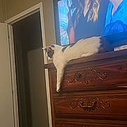 Otis joined the competition — help win amazing prizes! animal, black_and_white_cat, cabinet, carved, cat, dorm_room, dresser, electronics, furniture, home, indoor, lazy, living_space, paw, pet, relaxed, resting, screen, television, wood